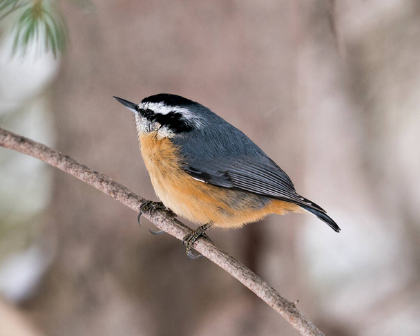 Nuthatch close-up profile view perched on a tree branch in its environment and habitat with a blur background, displaying feather plumage and bird tail.  Image. Picture. Portrait. Nuthatch stock photos.  - Photo, image