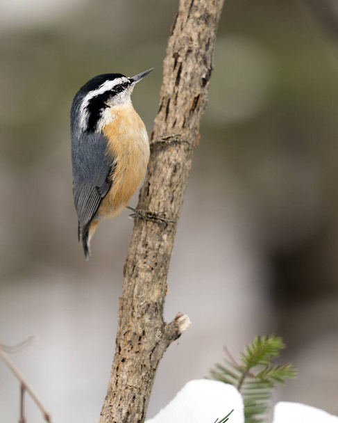Nuthatch close-up profile view perched on a tree branch in its environment and habitat with a blur background, displaying feather plumage and bird tail. Image. Picture. Portrait. Nuthatch Stock Photos.  - Fotoğraf, Görsel
