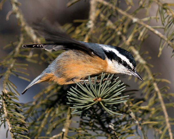 Nuthatch close-up profile view perched on a tree branch in its environment and habitat with a blur background, displaying spread feather wings  and bird tail. Image. Picture. Portrait. Nuthatch Stock Photos.  - Photo, Image