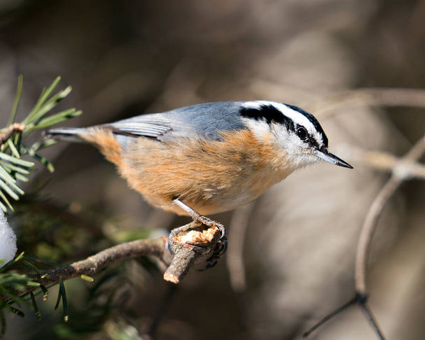 Nuthatch close-up profielweergave neergestreken op een boomtak in zijn omgeving en habitat met een wazige achtergrond, met veren en vogelstaart. Afbeelding. Afbeelding. Portret. Nuthatch stock foto 's.  - Foto, afbeelding