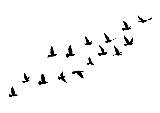 Létající ptáci siluety na bílém pozadí. Vektorová ilustrace. izolovaný pták letí. design tetování. - Vektor, obrázek