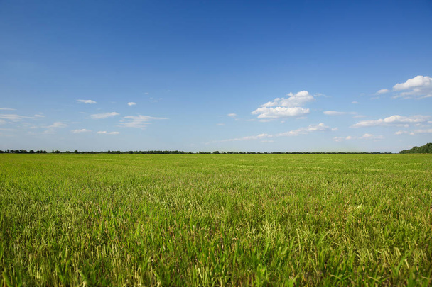 Picturesque view of beautiful field with grass on sunny day - Photo, Image