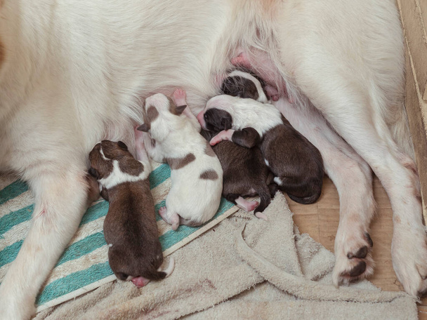 4 sevimli ve sevimli köpek yavrusu, sadece birkaç saatliğine, hala kör ve çok açlar, annelerinin memelerini emziriyorlar.. - Fotoğraf, Görsel