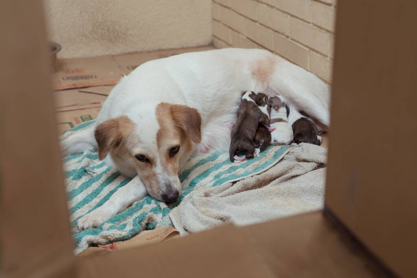 Eine Hundemutter und ihre neugeborenen Welpen haben es sich in einer provisorischen Höhle aus Pappkartons und Handtüchern gemütlich gemacht. In der Garage eines Eigenheims. - Foto, Bild