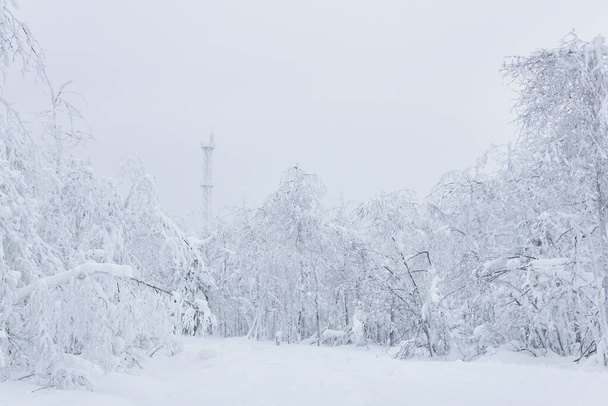 white winter snowy landscape - road through the forest and an icy cell tower in the distance after a snowfall - Photo, Image
