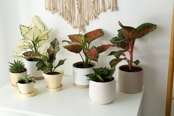 Plantas de interior exóticas con hermosas hojas en la cómoda en casa - Foto, imagen