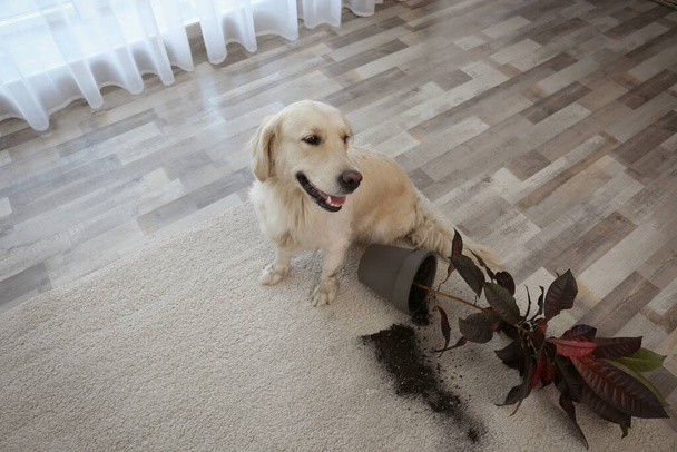Cute Golden Retriever dog near overturned houseplant on light carpet at home - 写真・画像