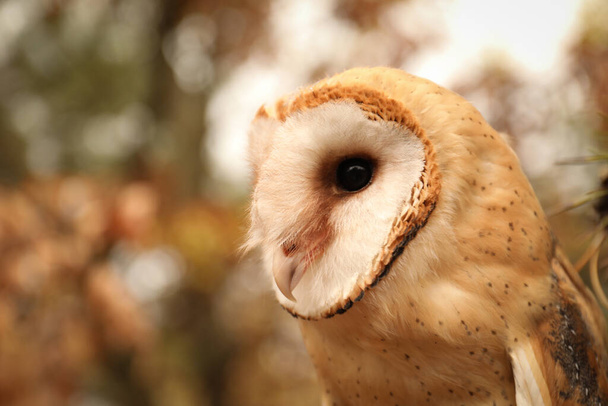 Beautiful common barn owl outdoors. Bird of prey - Foto, immagini