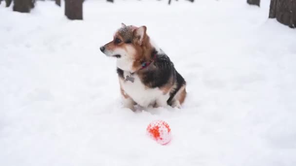  Corgi Pembroke es im Winter mit schneebedecktem Gesicht Spiel mit Ball.  - Filmmaterial, Video