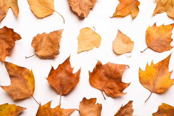 Flat lay composition with autumn leaves on white background - Foto, Imagen