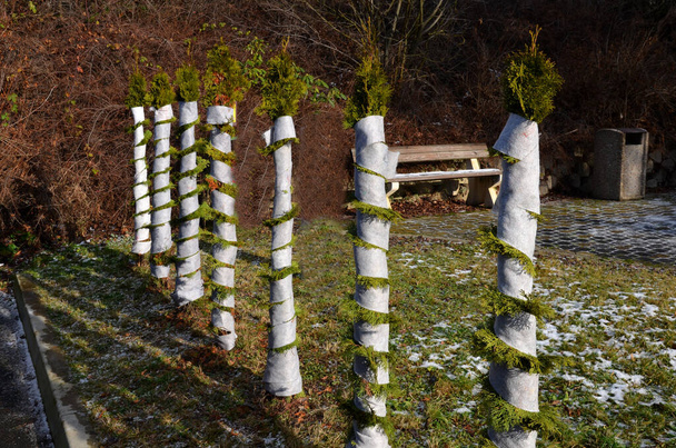 Durch das Einwickeln und Binden von Nadelbäumen werden die Zweige vor starkem Schnee geschützt, der den Baum brechen oder verbiegen kann. weißes Tuch oder Schnur spiralförmig umwickelt. - Foto, Bild