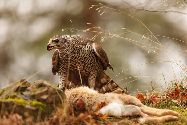 Northern goshawk (Accipiter gentilis) feasts on the hare that caught - Photo, Image