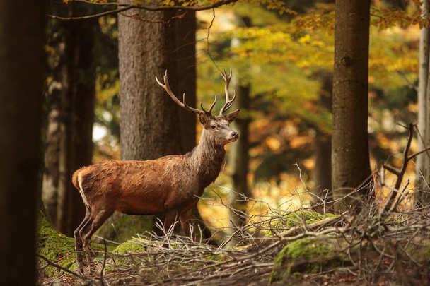 秋の紅葉に満ちた森の中の赤い鹿(Cervus elaphus) - 写真・画像