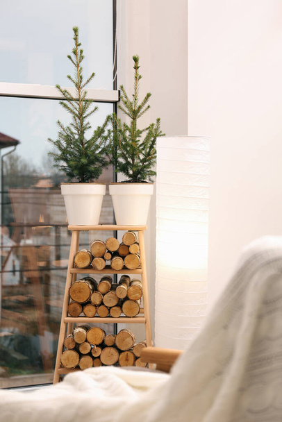 Small potted fir trees in light room. Interior design - Foto, afbeelding