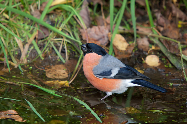 秋の自然池でオスブルフィンチ - 写真・画像