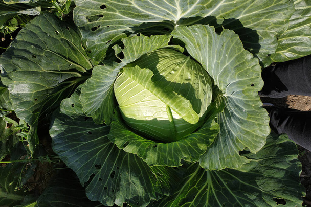 Primer plano de una cabeza de repollo en el jardín, una útil verdura verde.2020 - Foto, Imagen