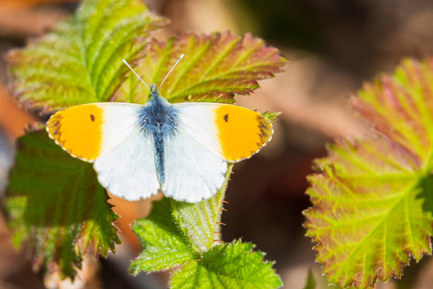 Anthocharis cardamines Orangenspitze männlicher Schmetterling ruht im Sonnenlicht Draufsicht mit geöffneten Flügeln. - Foto, Bild