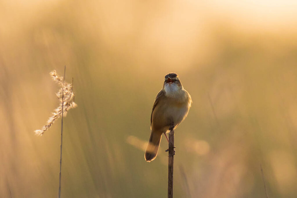 Κοντινό πλάνο πουλιού Sedge Warbler, Acrocephalus schoenobaenus, που τραγουδάει για να προσελκύσει ένα θηλυκό κατά τη διάρκεια της αναπαραγωγικής περιόδου την άνοιξη του ηλιοβασιλέματος - Φωτογραφία, εικόνα