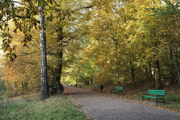 Říjnové ráno v parku, ranní procházka po stezkách podzimního parku, pestrobarevné stromy, lavičky - Fotografie, Obrázek