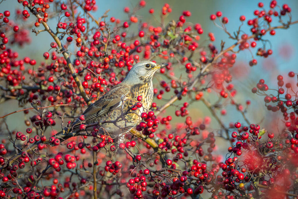 A fieldfare, Turdus pilaris, bird eating berries on a hawthorn bush during Autumn season. - Photo, Image