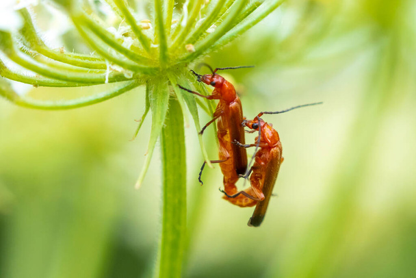 Two common red soldier beetle, Rhagonycha fulva, mating in grass. - Photo, Image