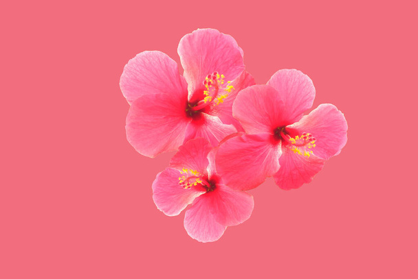Üst Manzara, Pembe Hibiscus Suriye Çiçeği Işık Magenta Arkaplanı 'nda izole edilmiş. Çin gülü. Festival aşkı. Makro nesne - Fotoğraf, Görsel