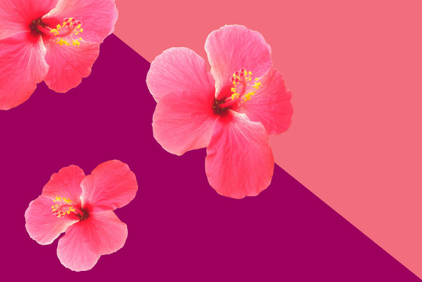 Draufsicht, Rosa Hibiscus Syriacus Blume isoliert auf pastellfarbenem Hintergrund. Chinesische Rose.Festival Love. Makroobjekt - Foto, Bild