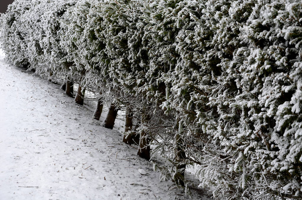 トウヒの木から縁を切り取った。霜や雪がブロック状に覆われています。常緑低不透明、サイドビュー。山の中の芝生や道の質感. - 写真・画像