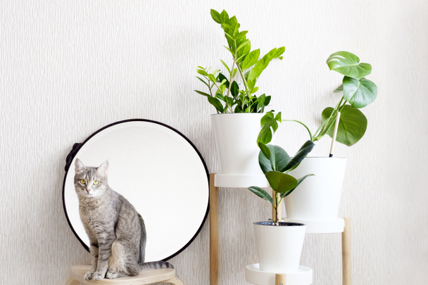 Gri bir kedi tahta bir taburede oturuyor. İskandinav ya da Boho tarzında oturma odasının parlak ve modern iç tasarımı. Odun standı, yeşillikler, ahşap tabure ve yuvarlak ayna.. - Fotoğraf, Görsel