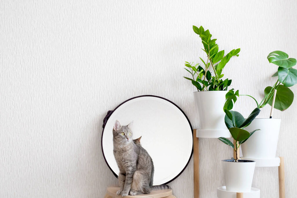 Een grijze kat zit op een houten kruk. Helder gezellig modern interieur van de woonkamer in Scandinavische of Boho stijl. Houten standaard met greens en een houten kruk en een ronde spiegel. - Foto, afbeelding