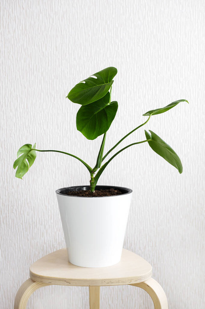 Tropical jungle Monstera or Swiss Cheese plant in white flower pot stand on wooden stool on a light background.Modern houseplants with Monstera plant, minimal creative home decor concept, garden room. - 写真・画像