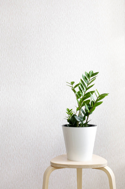 Zamioculcas Zamiifolia plant in witte bloempot staan op houten kruk op een lichte achtergrond. Moderne kamerplanten met Zamioculcas plant, minimaal creatief woondecorconcept, tuinkamer. - Foto, afbeelding