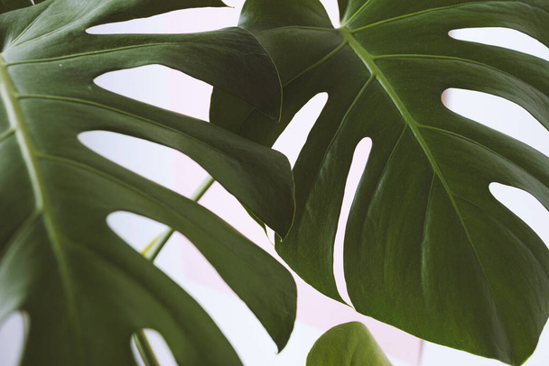 Monstera leaves decorating for composition design. Tropical,botanical nature concepts ideas. Monstera deliciosa leaf or Swiss cheese plant in pot tropical leaves background. - Photo, Image