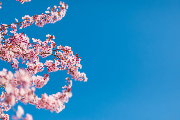 Spring nature, spring blossom and April floral nature on bright blue sky background. Branches of blossoming apricot cherry with soft focus blurred view. Spring romance and Easter template and spring greeting cards with copy space. Springtime nature - Foto, imagen