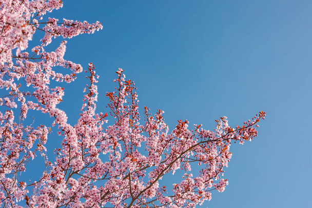 Spring nature, spring blossom and April floral nature on bright blue sky background. Branches of blossoming apricot cherry with soft focus blurred view. Spring romance and Easter template and spring greeting cards with copy space. Springtime nature - Photo, Image
