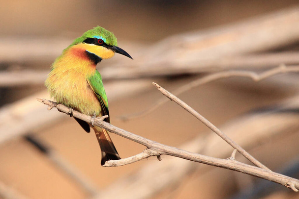 Pieni mehiläissyöjä (Merops pusillus) istuu oksalla ruskealla taustalla.Pieni vihreä afrikkalainen lintu punaisella silmällä ruskealla taustalla. - Valokuva, kuva