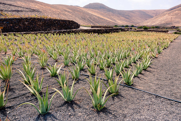 Aloë vera boerderij op Lanzarote, Canarische eilanden, Spanje - Foto, afbeelding