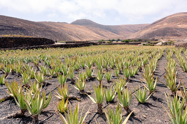 Ferme Aloe vera à Lanzarote, Îles Canaries, Espagne - Photo, image