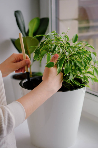 young woman loosens a ficus plant in a white pot. Concept of home garden. Spring time. Stylish interior with a lot of plants. Taking care of home plants. Template. - Photo, Image
