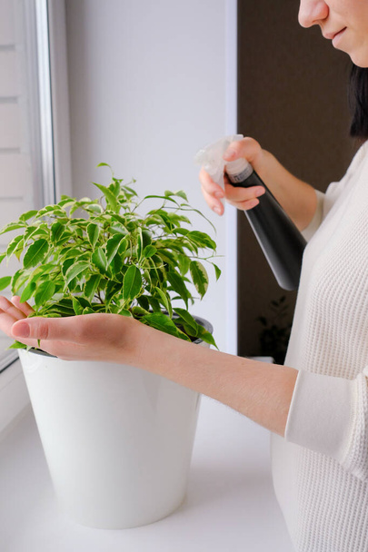 Ένα κορίτσι ψεκάζει ένα φυτό. Διακοσμητικό φυτό σπίτι ficus. Casual lifestyle σειρά στη σύγχρονη σκανδιναβική εσωτερικό - Φωτογραφία, εικόνα