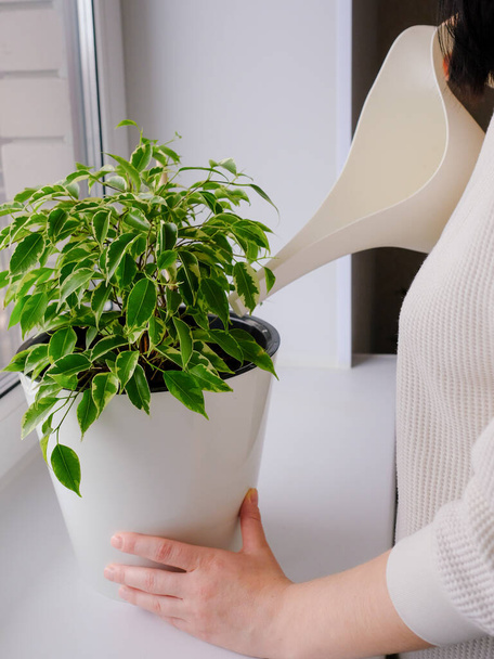 Girl watering a plant. Decorative home plant ficus. Plant care. Casual lifestyle series in modern scandinavian interior - Photo, Image