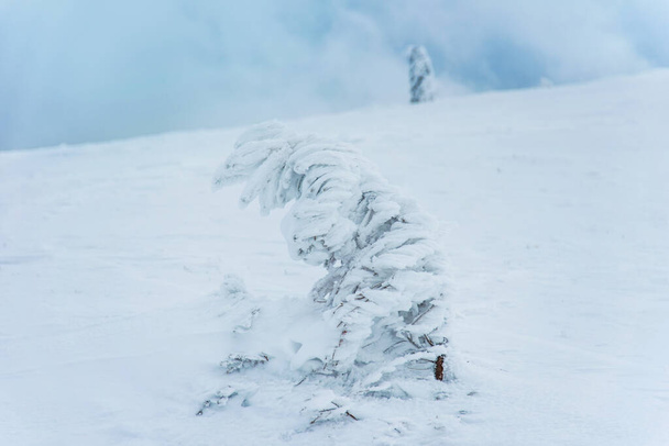 fir trees  and mountains covered with snow. beautiful winter landscape - 写真・画像