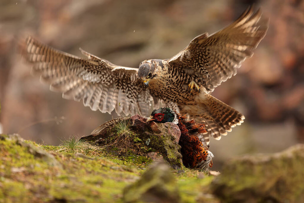 Wanderfalke (Falco peregrinus) spaltet den gefangenen Fasan - Foto, Bild