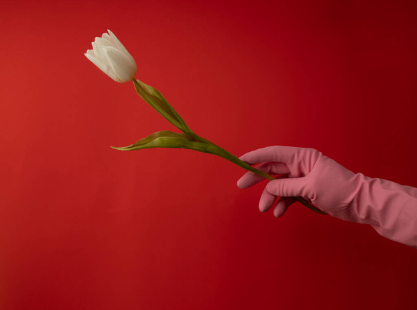 Valentýn v době Coronaviru. Bílá květina v růžových latexových rukavicích na červeném pozadí. Dárek pro spřízněnou duši. Koncept lásky. - Fotografie, Obrázek