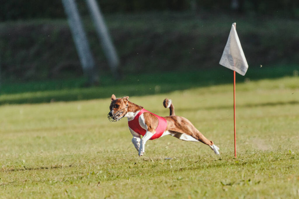Basenji perro corriendo en el campo en el señuelo de competición de atletismo en chaqueta roja - Foto, Imagen