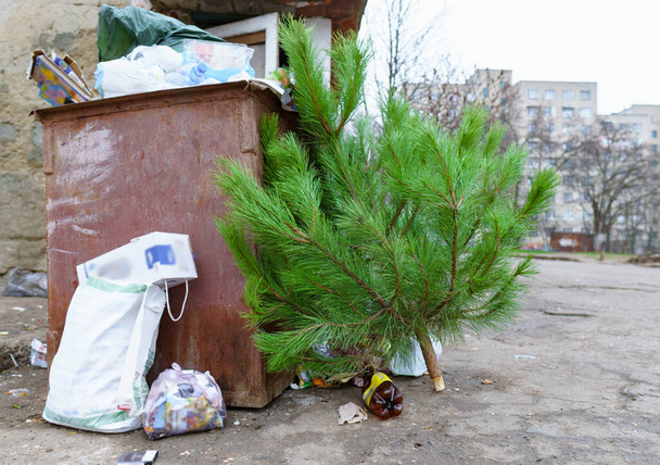 ecology concept, Christmas tree in a dumpster after the new year celebration - Photo, Image