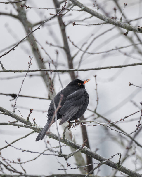 Красива чорна пташка сидить на гілці на дереві взимку шукає їжу
 - Фото, зображення