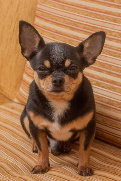 Chihuahua on a beige sofa. Closeup portrait of small funny mini chihuahua dog, puppy - Valokuva, kuva
