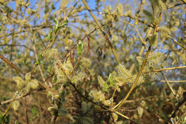 Blühende flauschige Weidenzweige im Frühling aus nächster Nähe auf Natur-Makro - Foto, Bild