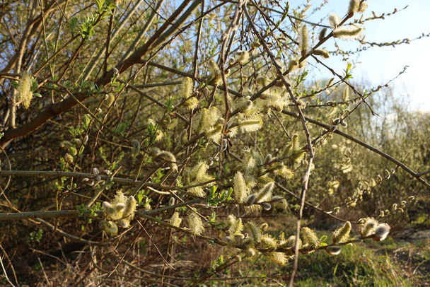 Blühende flauschige Weidenzweige im Frühling aus nächster Nähe auf Natur-Makro - Foto, Bild